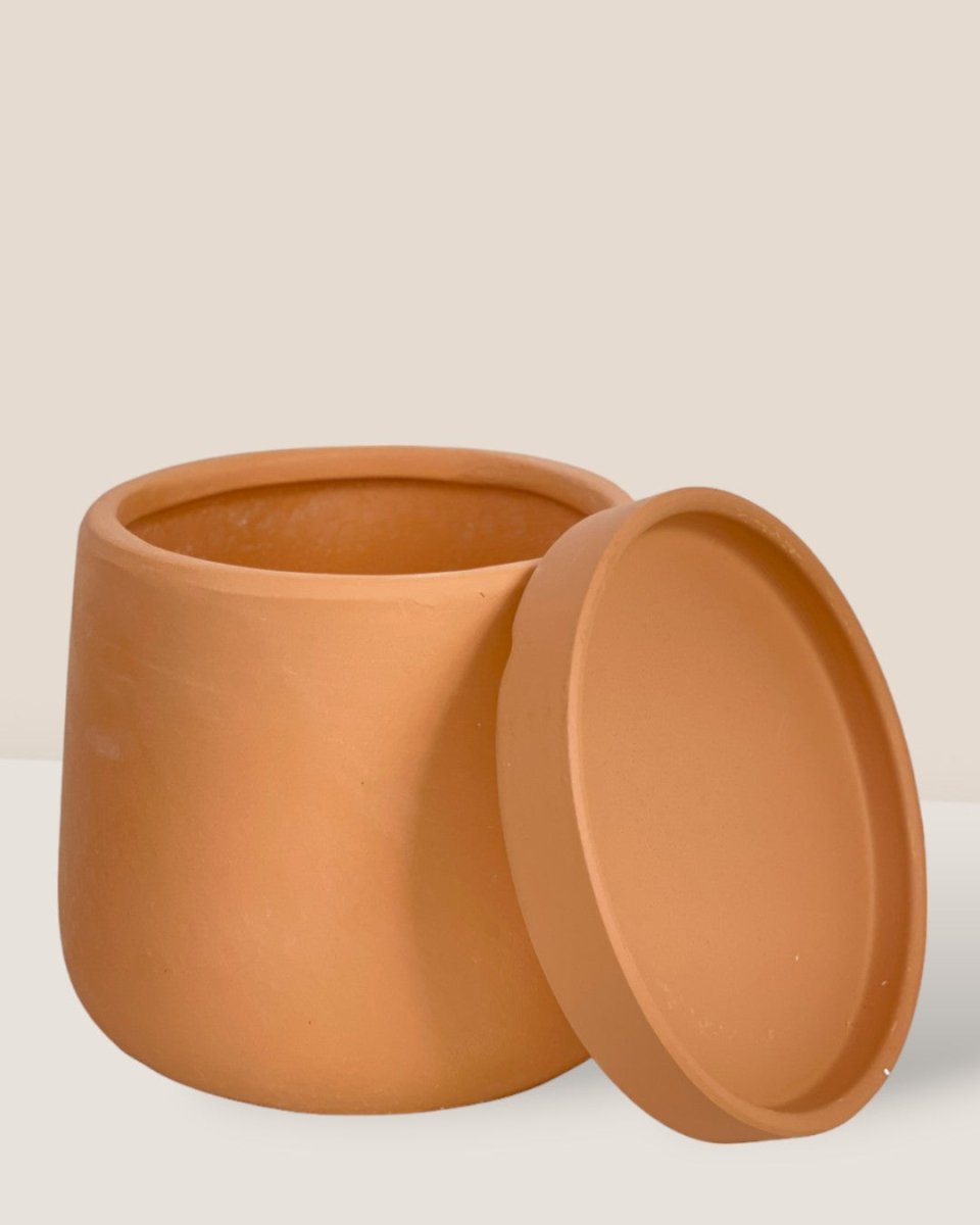 XS Tulip Terracotta with Tray - brown - Pot - Tumbleweed Plants - Online Plant Delivery Singapore
