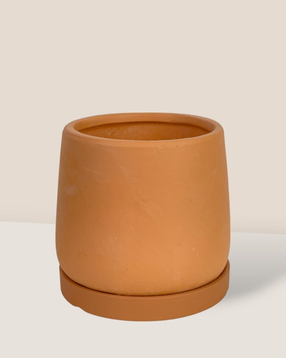 XS Tulip Terracotta with Tray - brown - Pot - Tumbleweed Plants - Online Plant Delivery Singapore