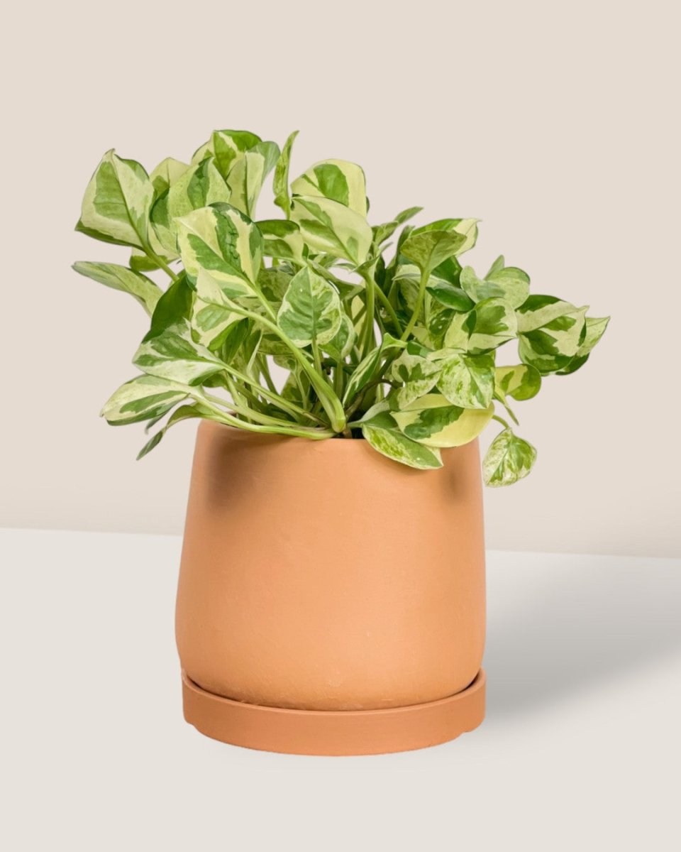 XS Tulip Terracotta with Tray - brown - Pot - Tumbleweed Plants - Online Plant Delivery Singapore