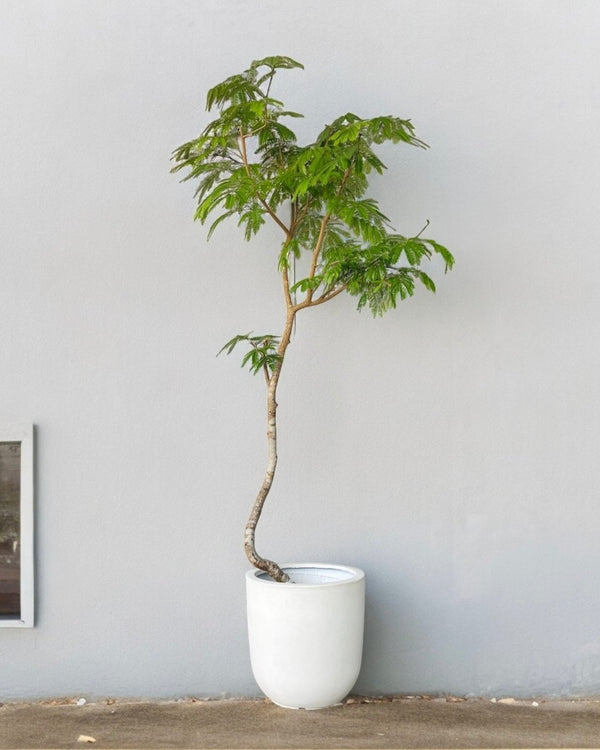 Tumbleweed Plants