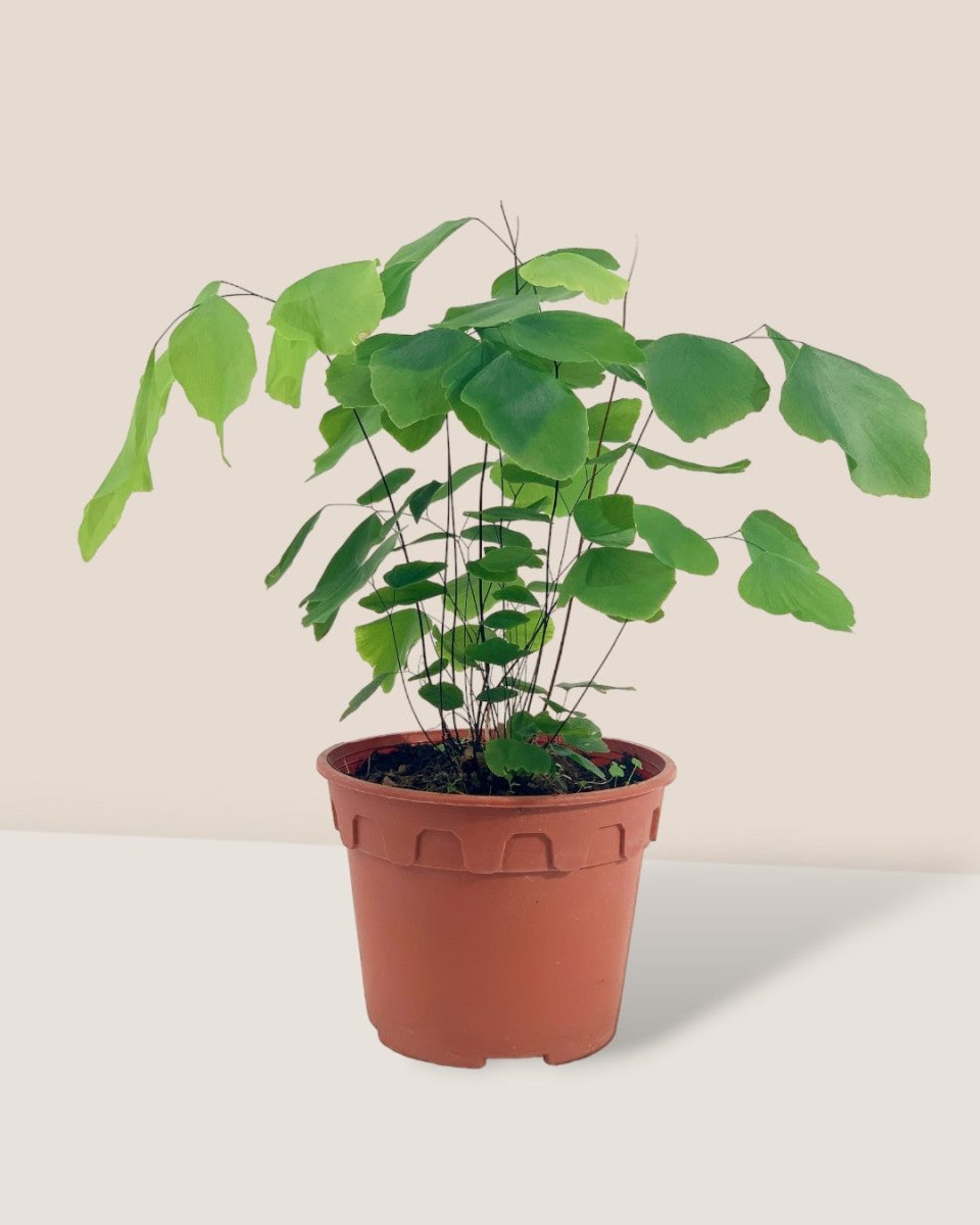 Grow Pot