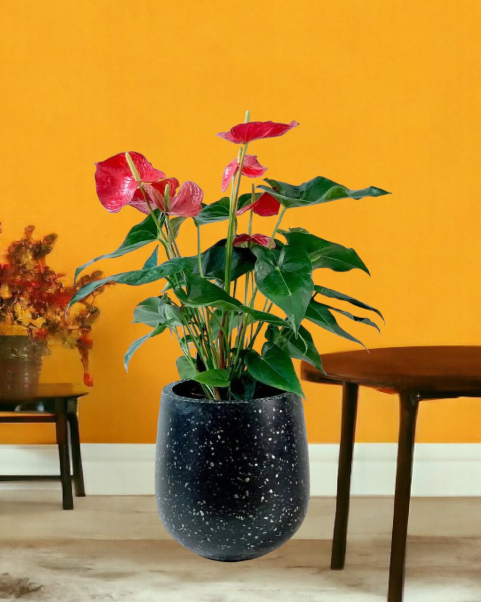 Anthurium Andraeanum Red - little tulip pots - black - Potted plant - Tumbleweed Plants - Online Plant Delivery Singapore