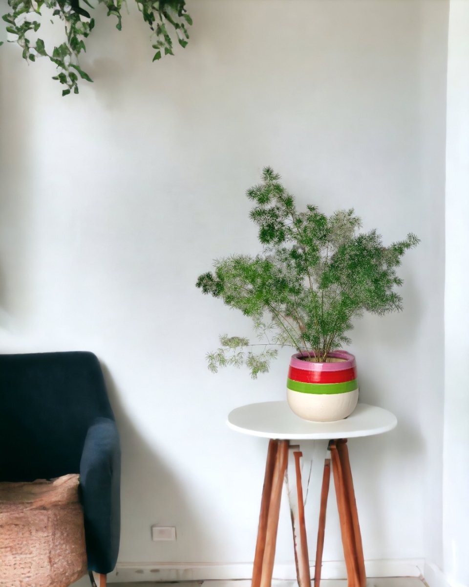 Asparagus Myriocladus - little cylinder black with tray planter - Potted plant - Tumbleweed Plants - Online Plant Delivery Singapore
