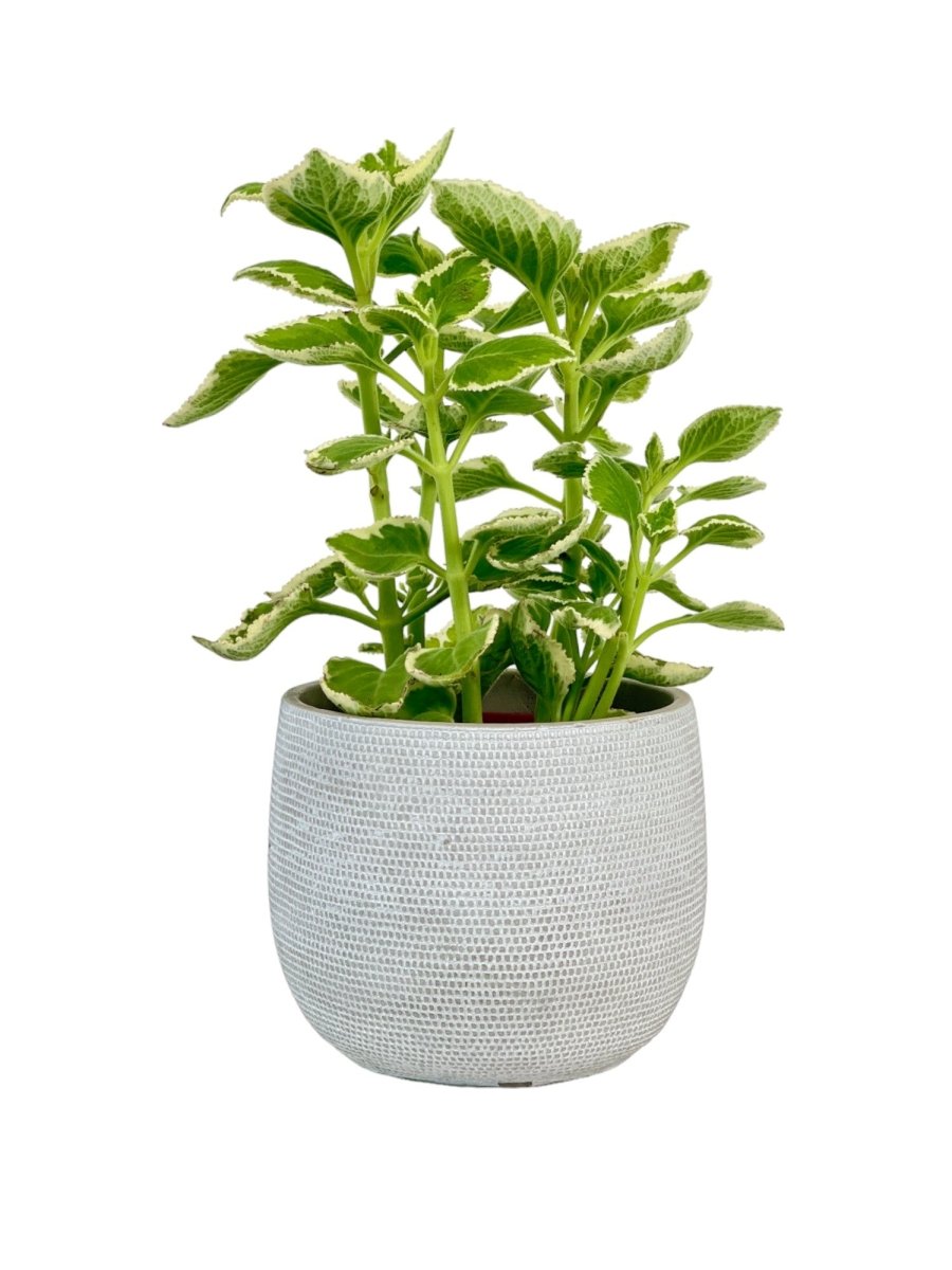 Assorted Mint Plant - grow pot - Potted plant - Tumbleweed Plants - Online Plant Delivery Singapore