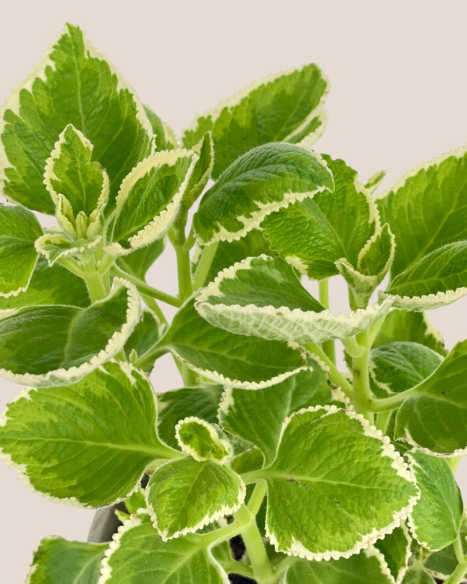 Assorted Mint Plant - grow pot - Potted plant - Tumbleweed Plants - Online Plant Delivery Singapore
