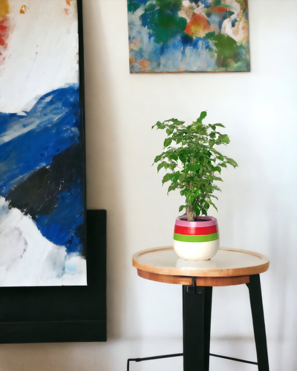 Baby China Doll Tree - little cylinder black with tray planter - Potted plant - Tumbleweed Plants - Online Plant Delivery Singapore