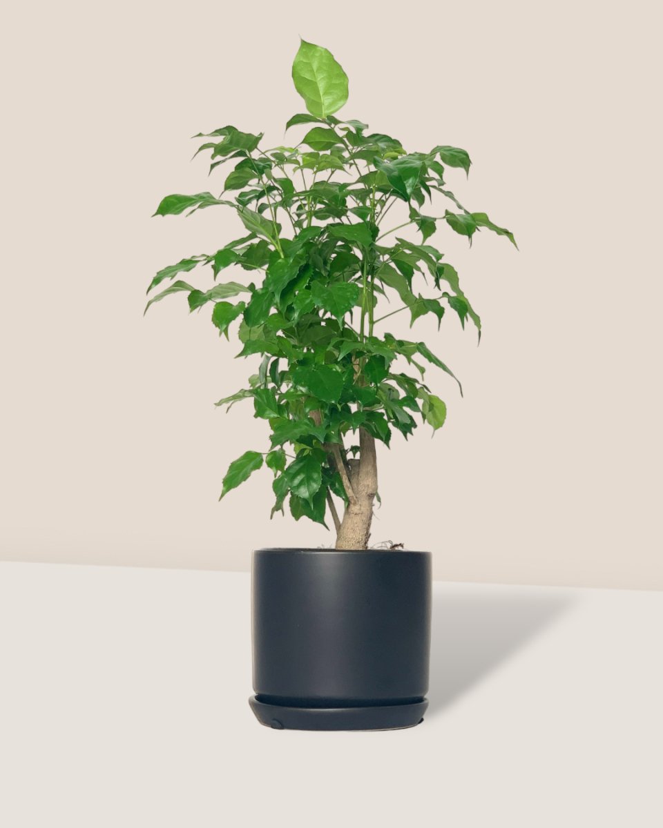 Baby China Doll Tree - little cylinder black with tray planter - Potted plant - Tumbleweed Plants - Online Plant Delivery Singapore
