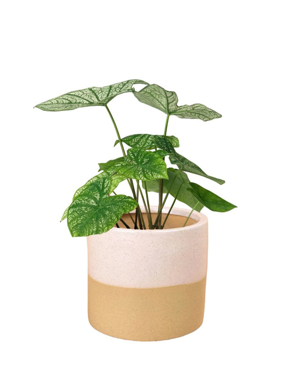 Tumbleweed Plants