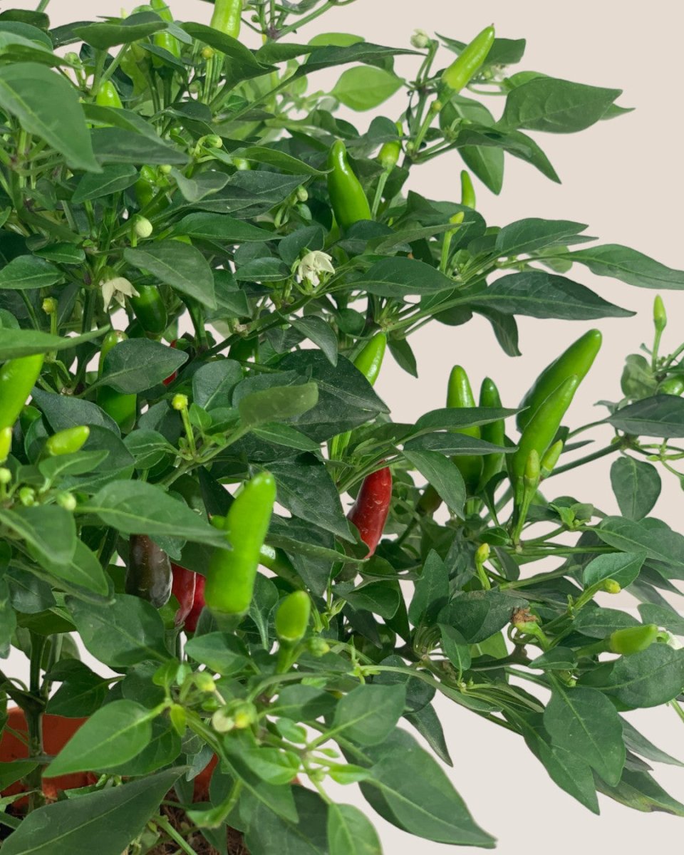 Chili Plant - grow pot - Potted plant - Tumbleweed Plants - Online Plant Delivery Singapore