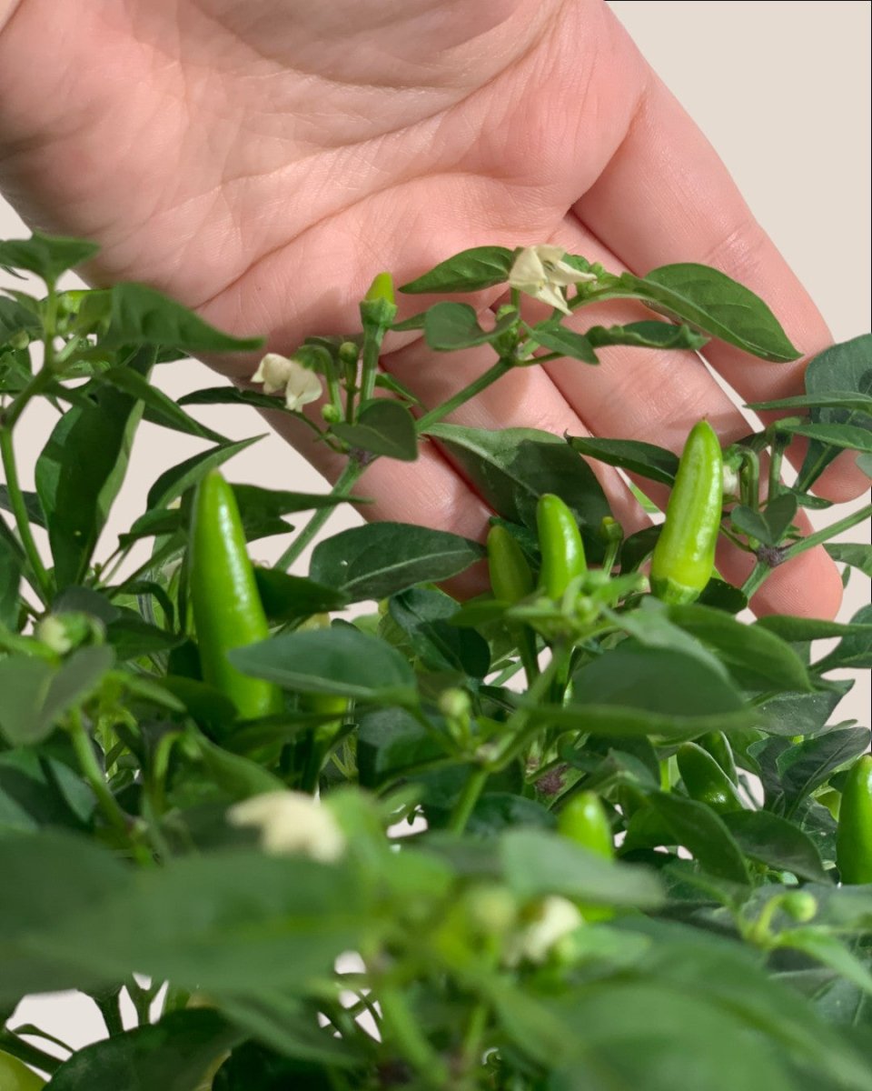 Chili Plant - grow pot - Potted plant - Tumbleweed Plants - Online Plant Delivery Singapore