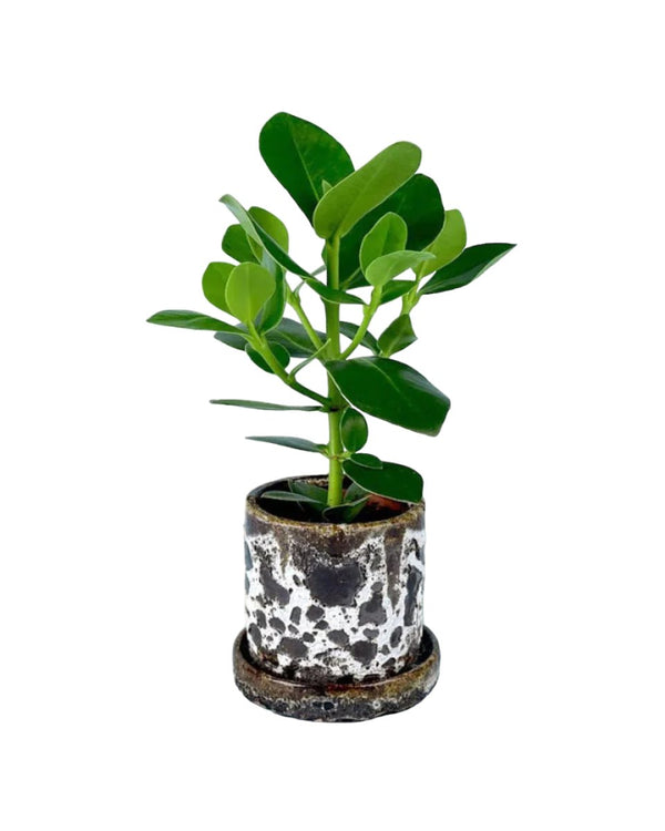 Tumbleweed Plants