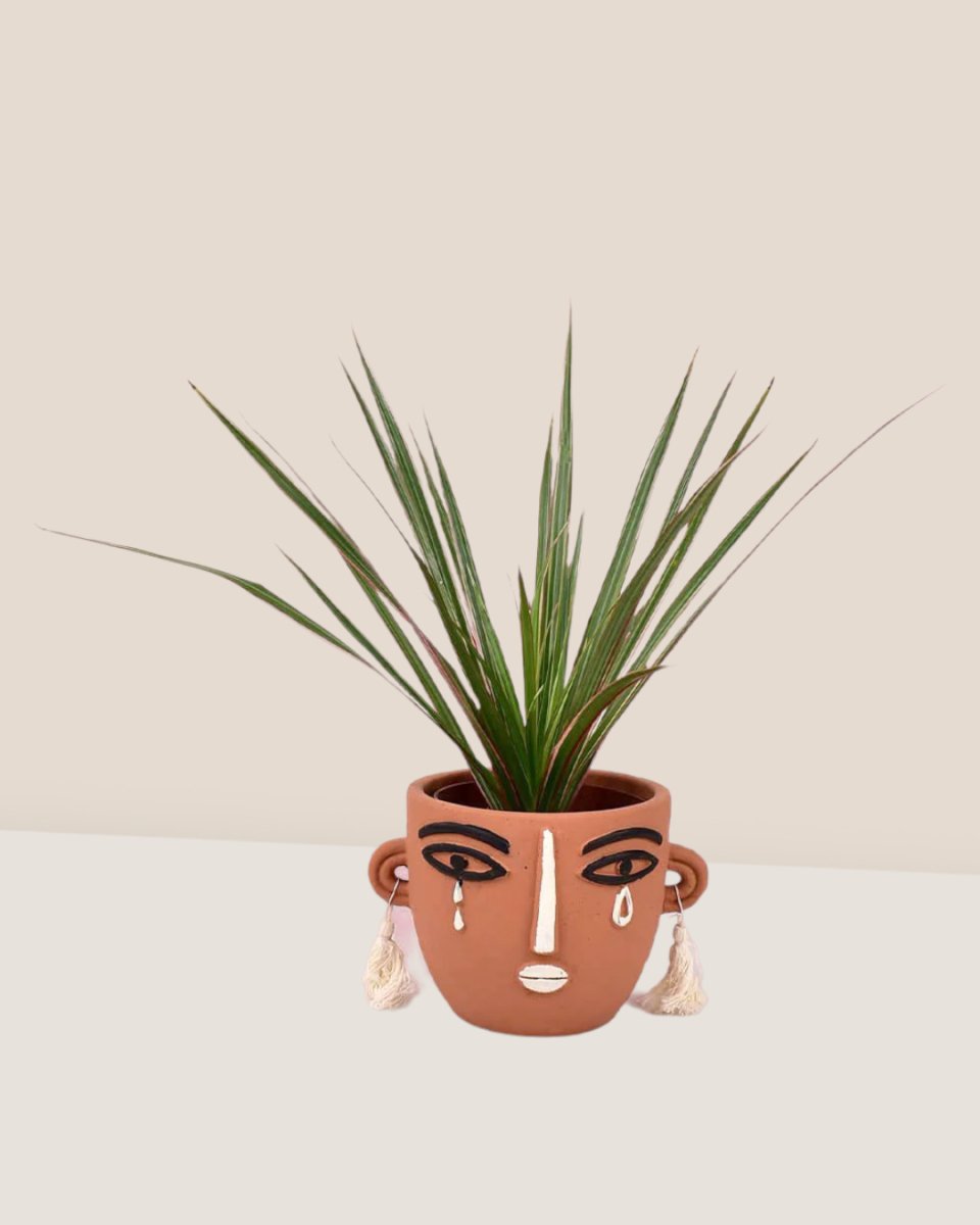 Dracaena Bicolour - Small - brown polly planter - Gifting plant - Tumbleweed Plants - Online Plant Delivery Singapore