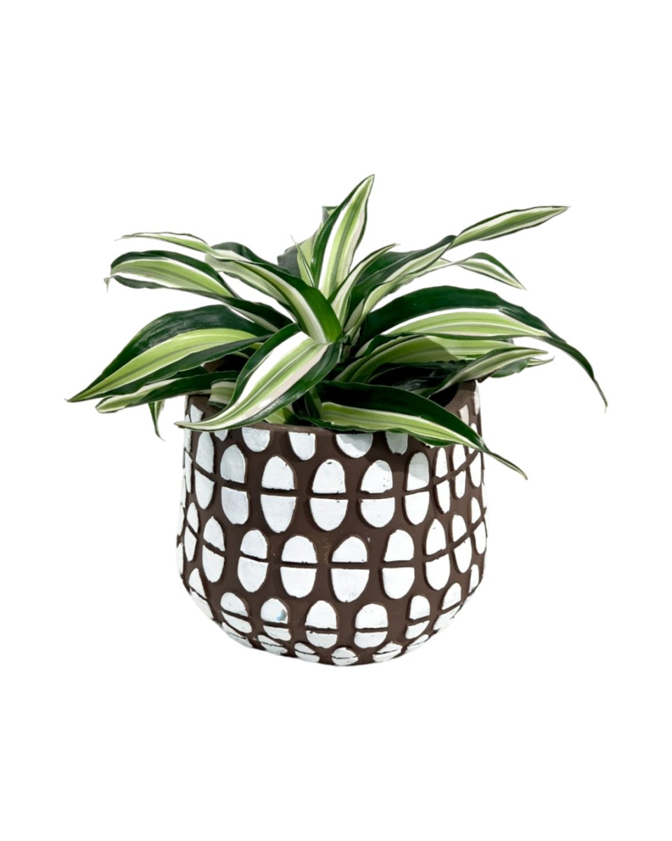 Dracaena Surprise - spotti brown planter - Potted plant - Tumbleweed Plants - Online Plant Delivery Singapore