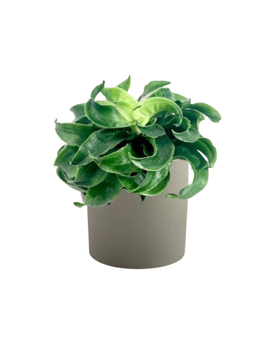 Dracaena Tornado - grow pot - Potted plant - Tumbleweed Plants - Online Plant Delivery Singapore
