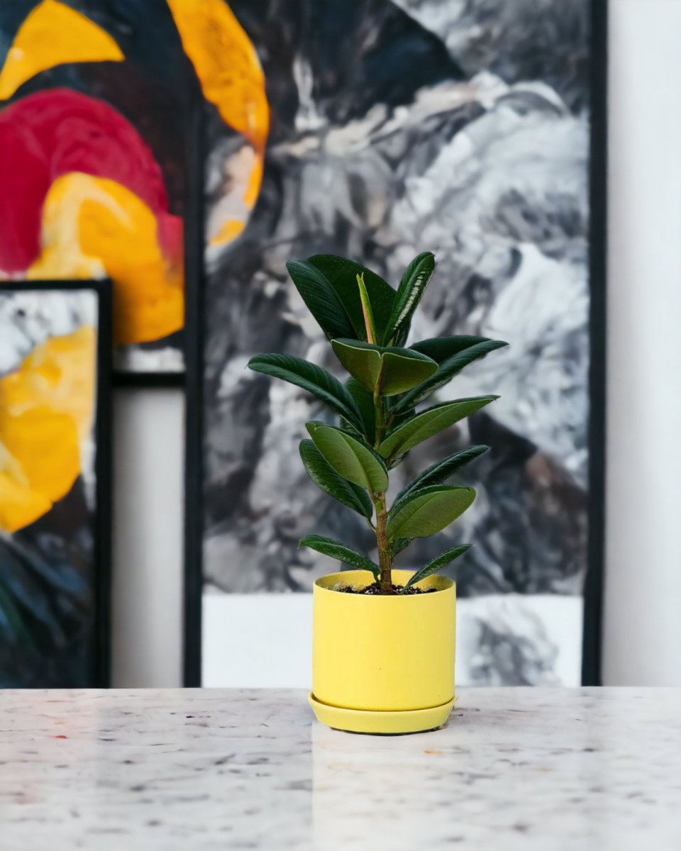 Rubber Plant 'Ficus Elastica Robusta'