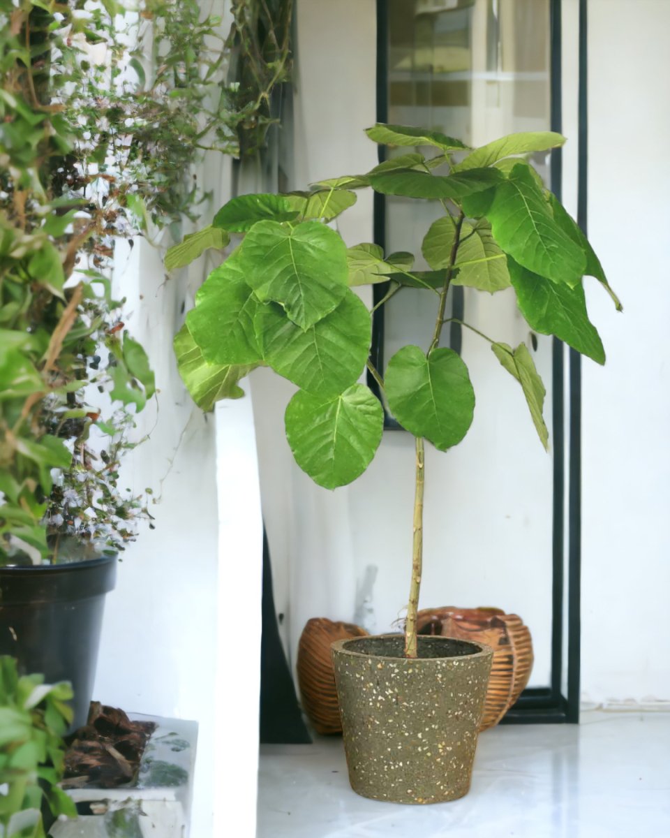 Ficus Umbellata Tree - 120cm paired with terrazzo pot - olive green