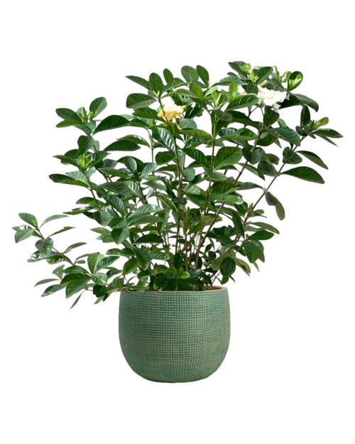 Tumbleweed Plants
