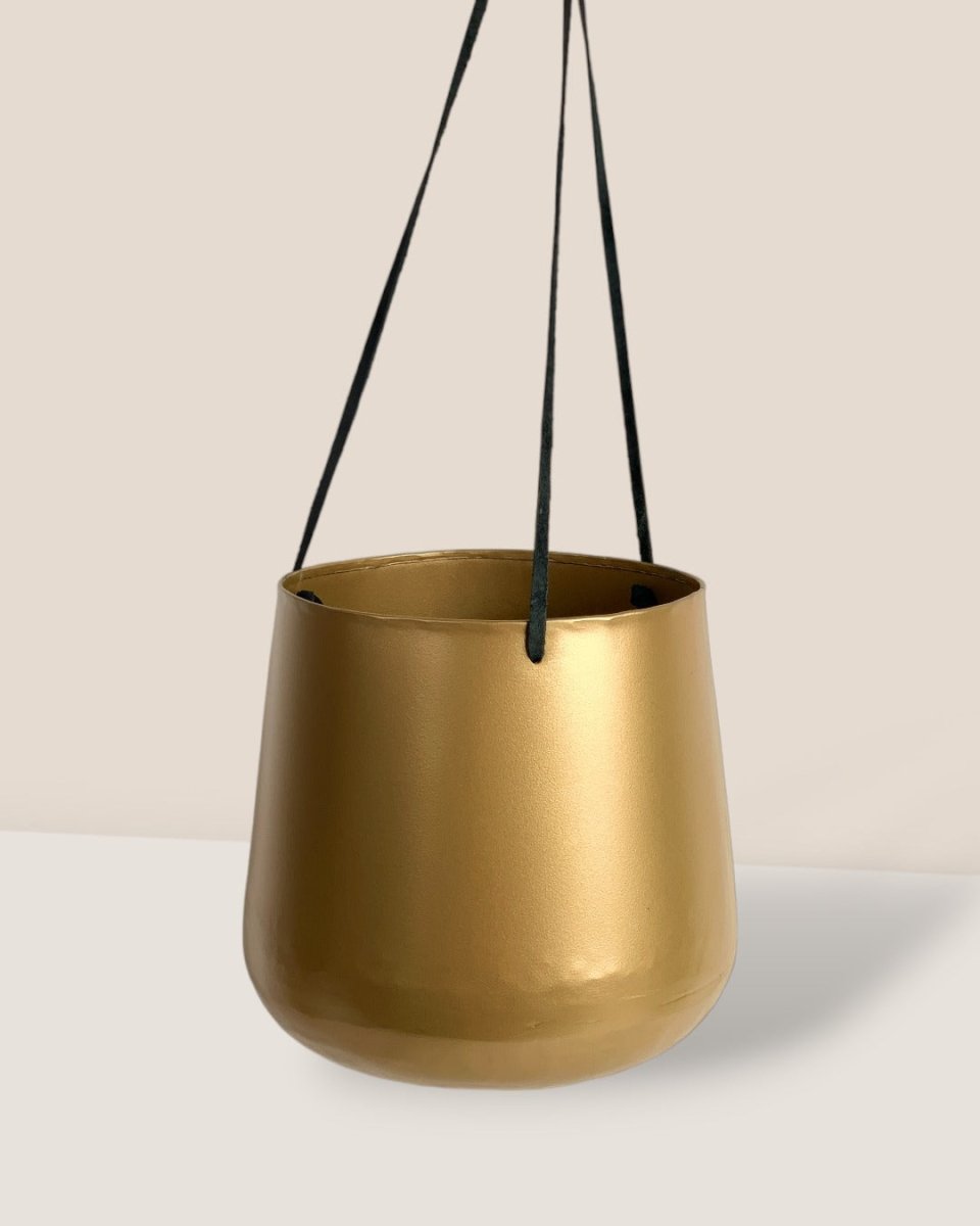 Golden Hanging Pot - Pot - Tumbleweed Plants - Online Plant Delivery Singapore