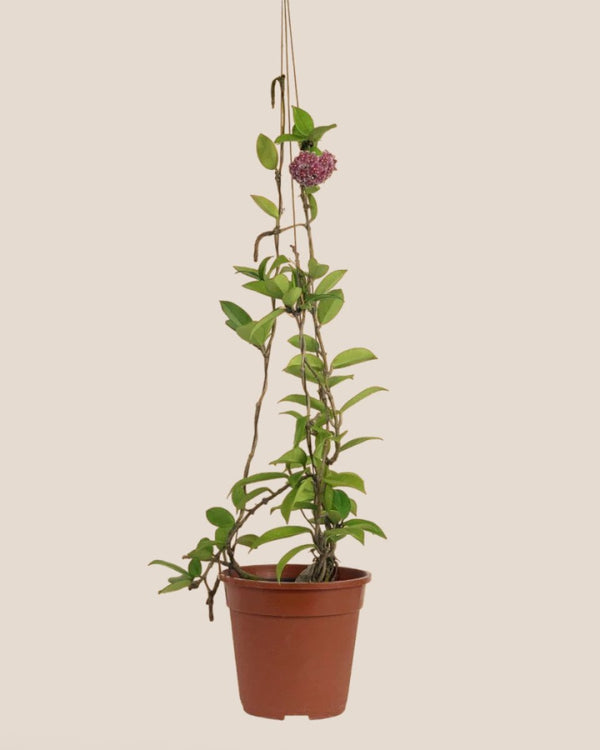 Tumbleweed Plants