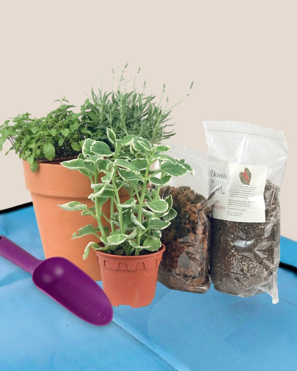 Tumbleweed Plants