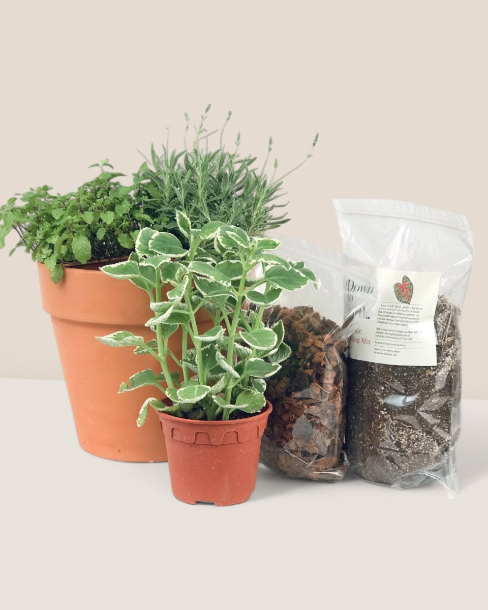 Herb Garden Starter Kit - starter kit - Potted plant - Tumbleweed Plants - Online Plant Delivery Singapore