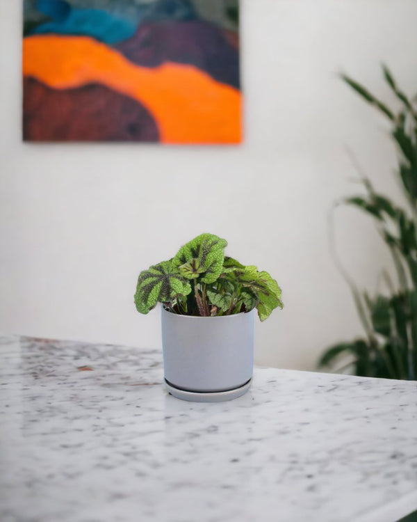 Tumbleweed Plants