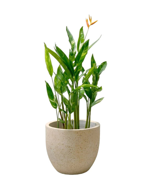 Tumbleweed Plants