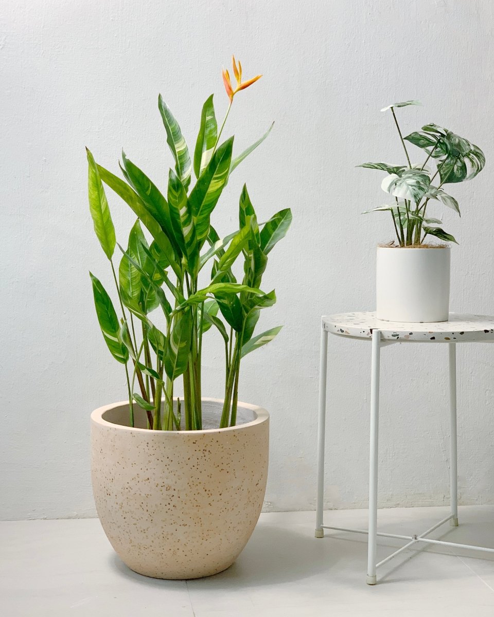 Lady Di Heliconia (Variegated) - egg pot - large/pink - Potted plant - Tumbleweed Plants - Online Plant Delivery Singapore