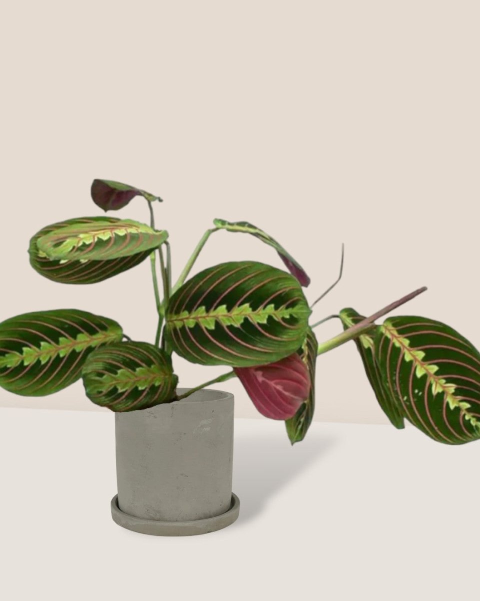 Marantha Prayer Plant paired with smoffy cement planter - round