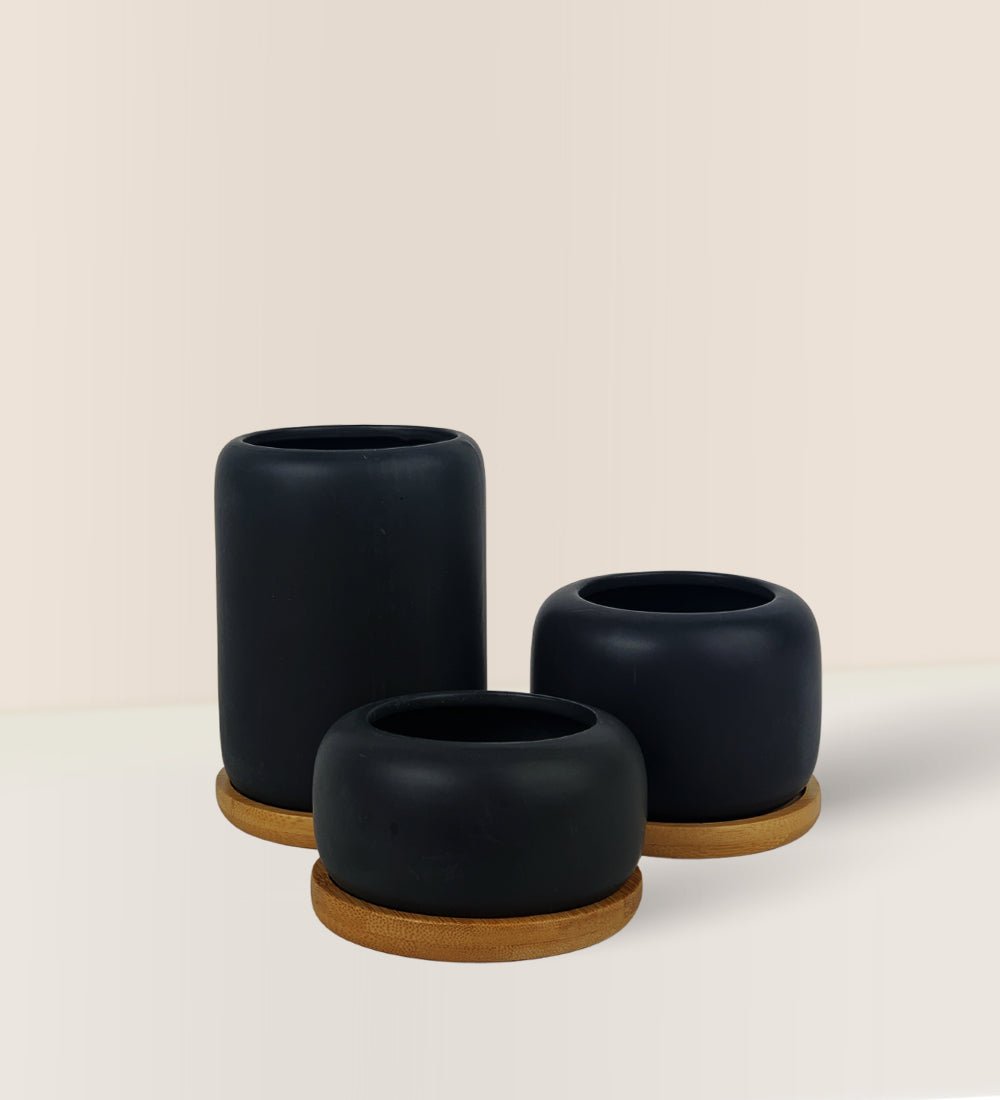 Matte Black Cement Pot with Wooden Tray - Short - medium - Pot - Tumbleweed Plants - Online Plant Delivery Singapore