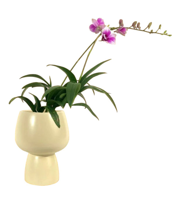 Tumbleweed Plants