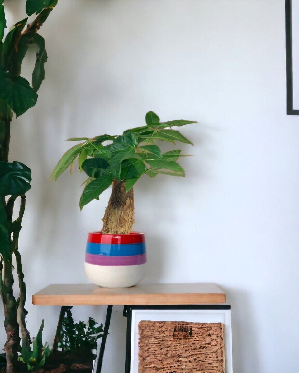 Fat Baby Money Tree - poppy color planter - rapunzel - Gifting plant - Tumbleweed Plants - Online Plant Delivery Singapore
