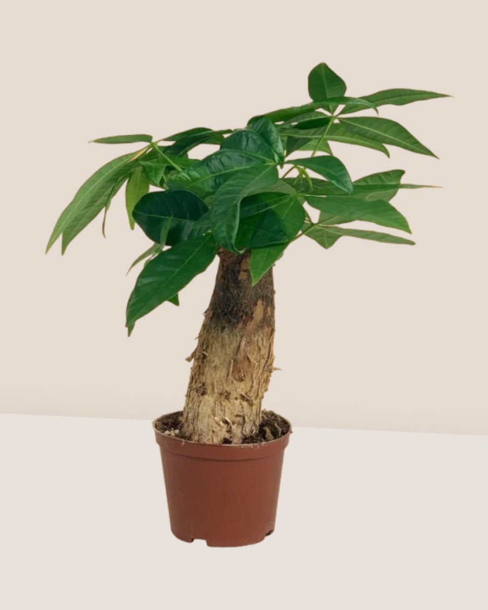 Fat Baby Money Tree - grow pot - Gifting plant - Tumbleweed Plants - Online Plant Delivery Singapore