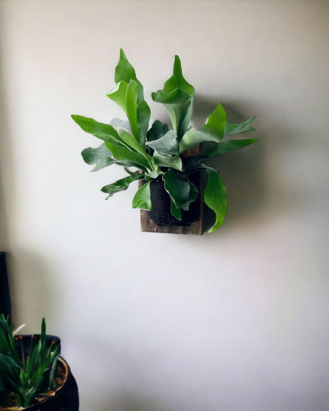 Mounted Staghorn Fern