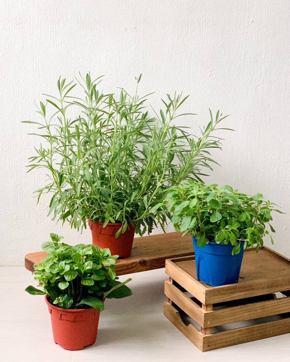 ORDER A GARDEN (Herbs) - Just plant - Tumbleweed Plants - Online Plant Delivery Singapore