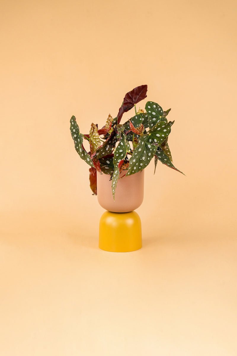 Onsite Repotting Service - Mini - Small - Add Ons - Tumbleweed Plants - Online Plant Delivery Singapore