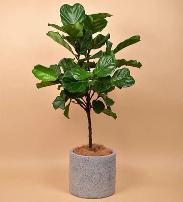 Onsite Repotting Service - Mini - Small - Add Ons - Tumbleweed Plants - Online Plant Delivery Singapore