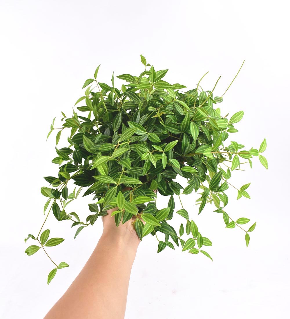 Parallel Peperomia