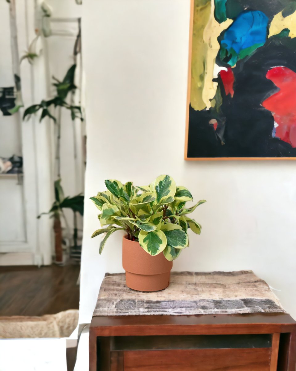 Peperomia Obtusifolia Variegated