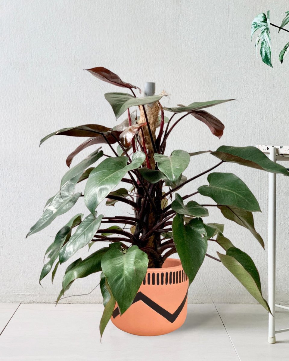 Philodendron Pink Princess (with coco stick) - charlie pot - Potted plant - Tumbleweed Plants - Online Plant Delivery Singapore