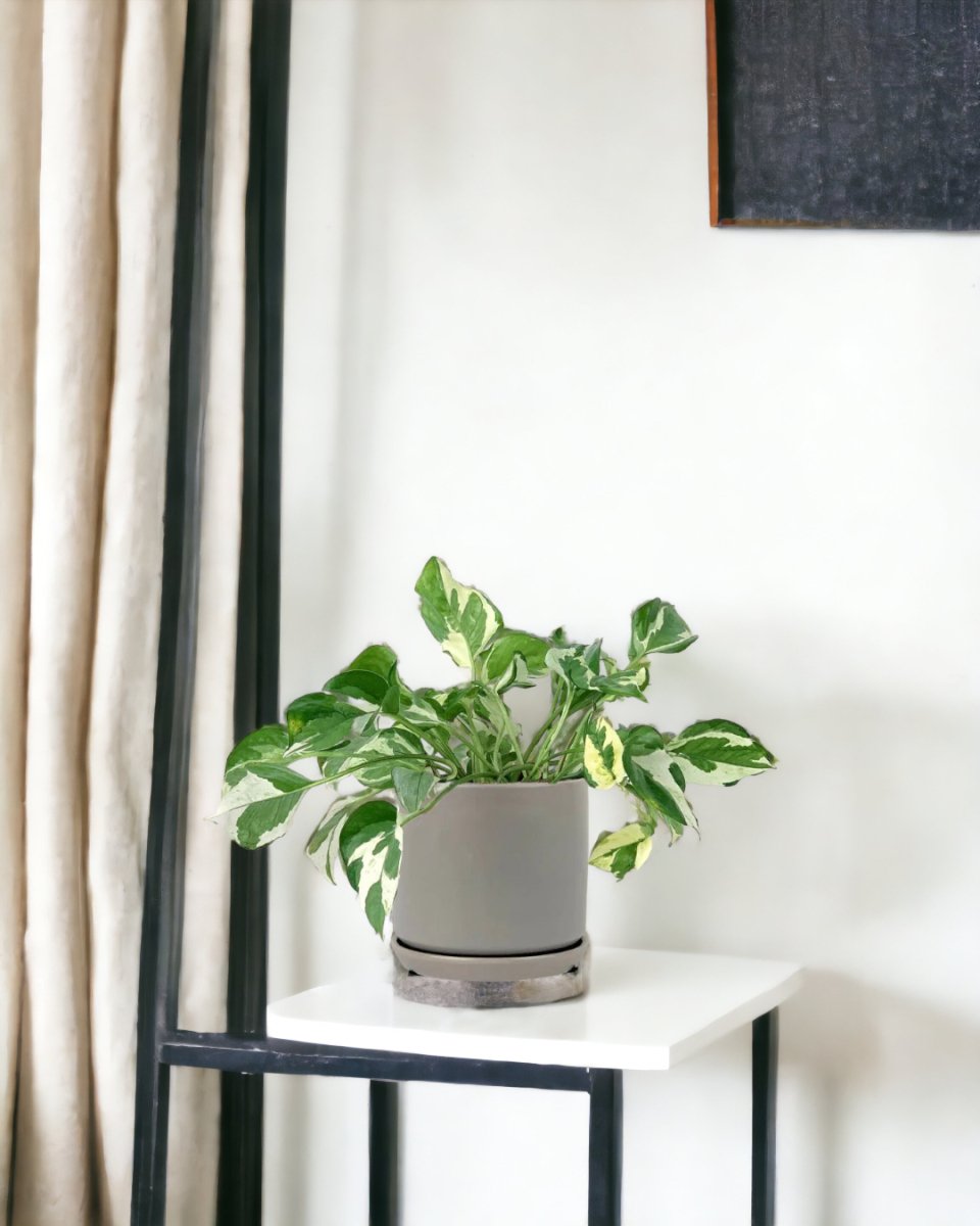 Pothos N'Joy paired with little cylinder grey with tray