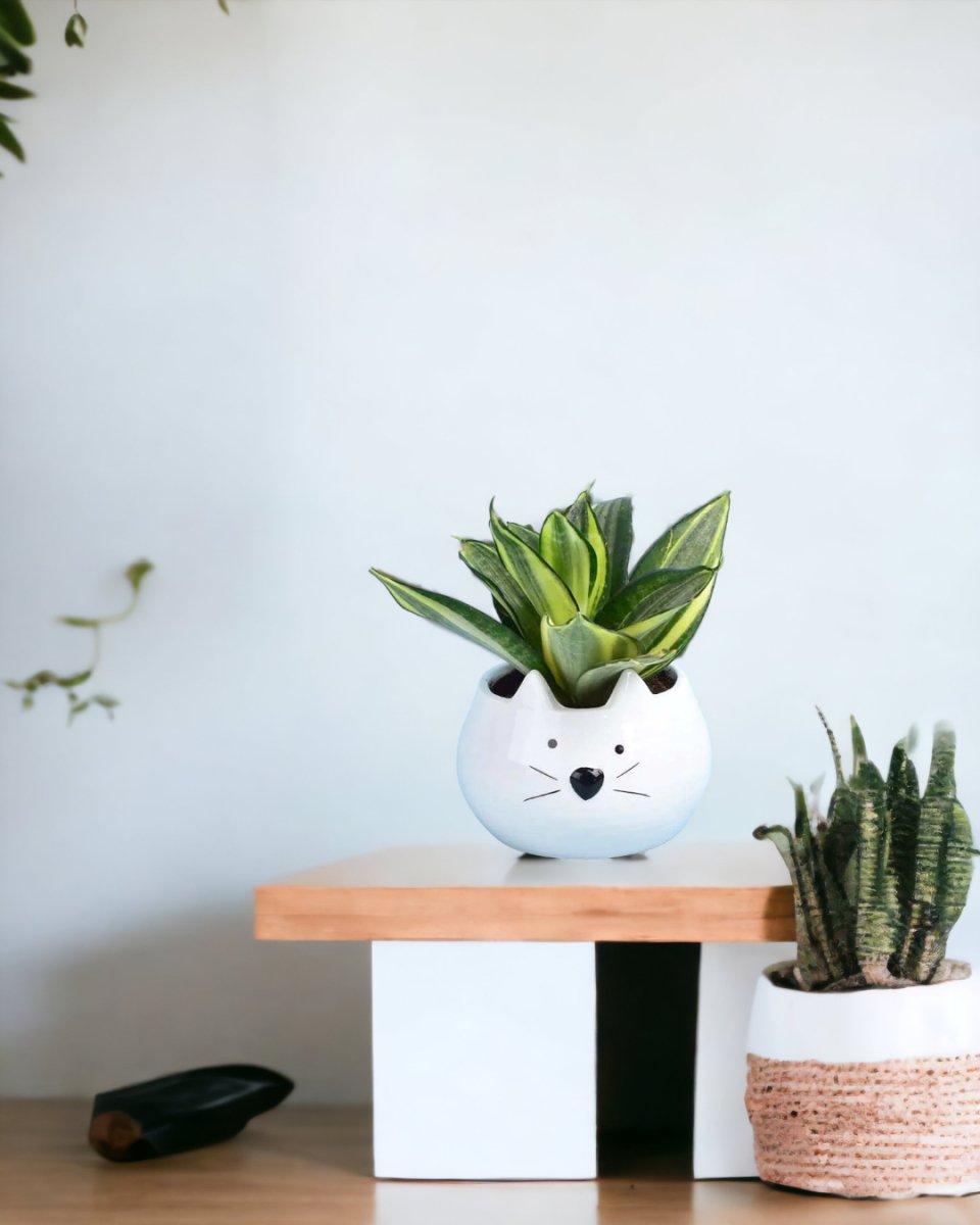 Sansevieria Trifasciata ‘Golden Hahnii’ paired with kitty planter