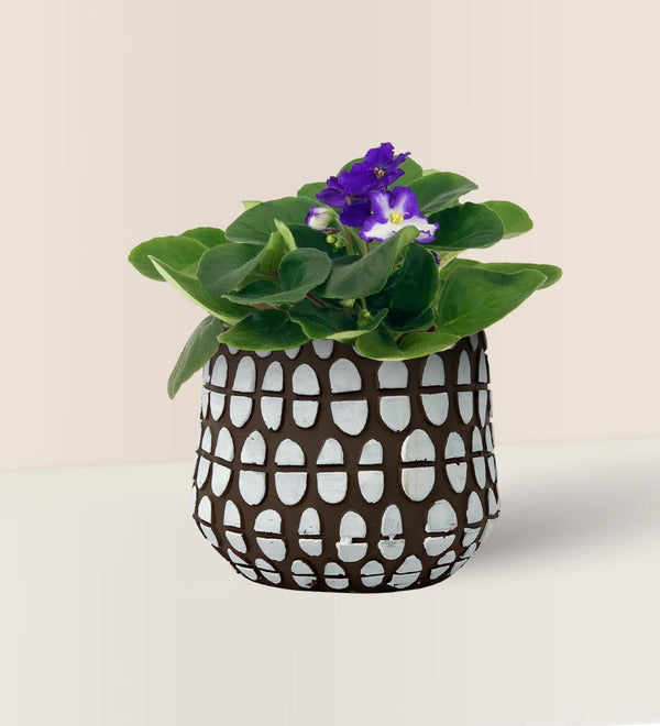Tumbleweed Plants