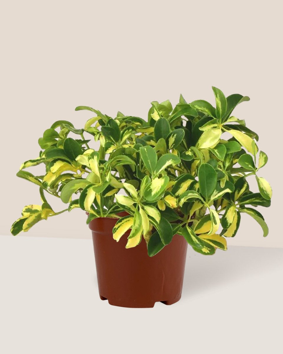 Grow Pot