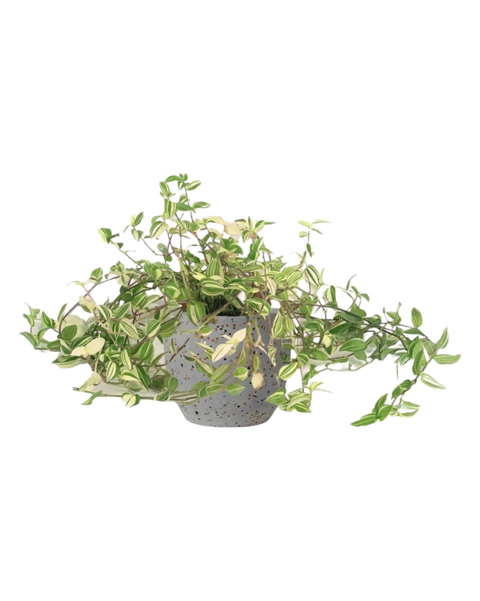 Variegated Wandering Jew paired with egg pot - small/grey