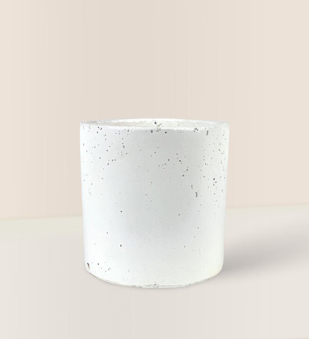 White Cement Pot - Pot - Tumbleweed Plants - Online Plant Delivery Singapore