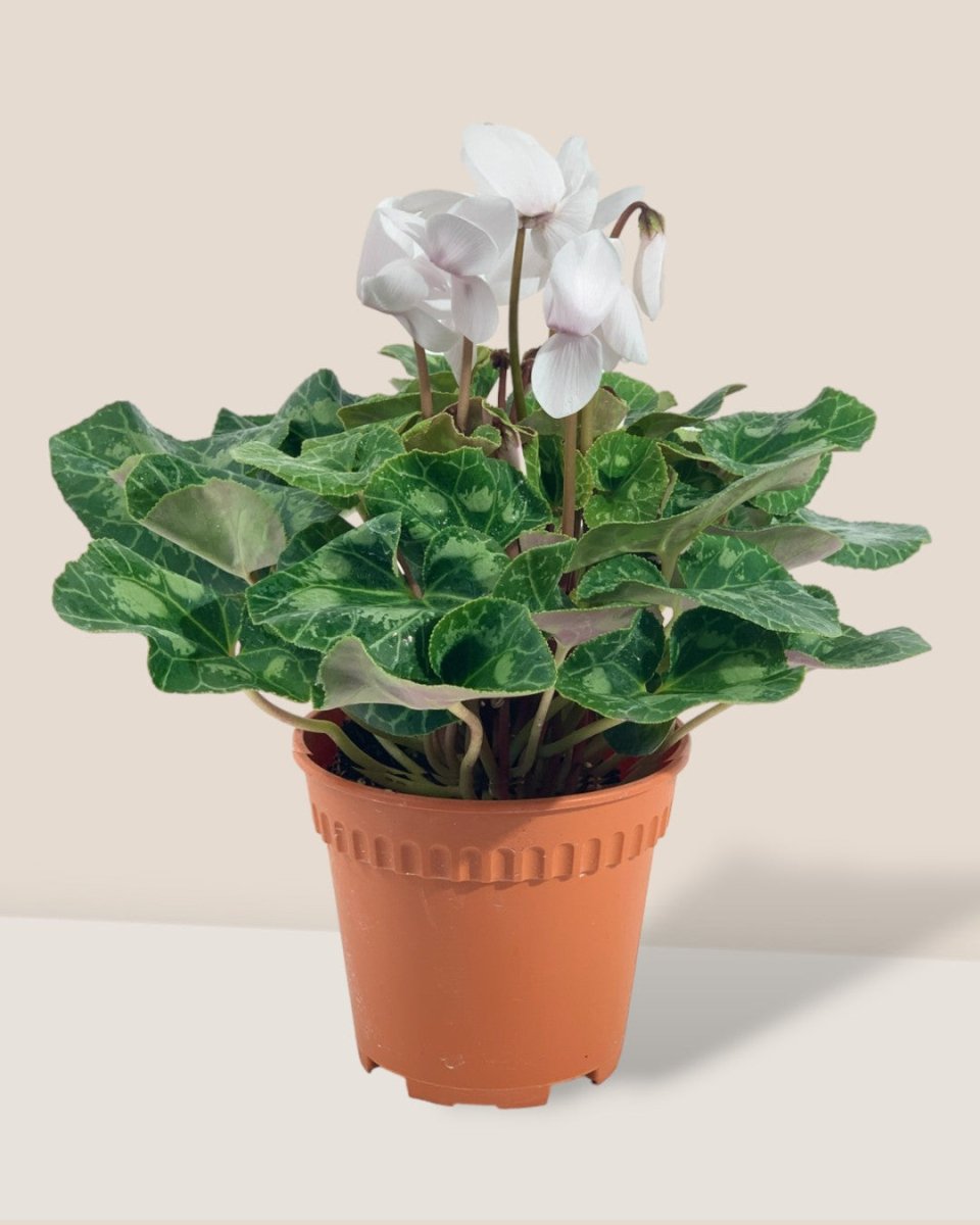 White Cyclamen Flower - grow pot - Potted plant - Tumbleweed Plants - Online Plant Delivery Singapore