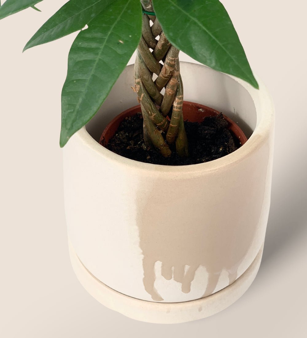 White Flour Planter - Pot - Tumbleweed Plants - Online Plant Delivery Singapore
