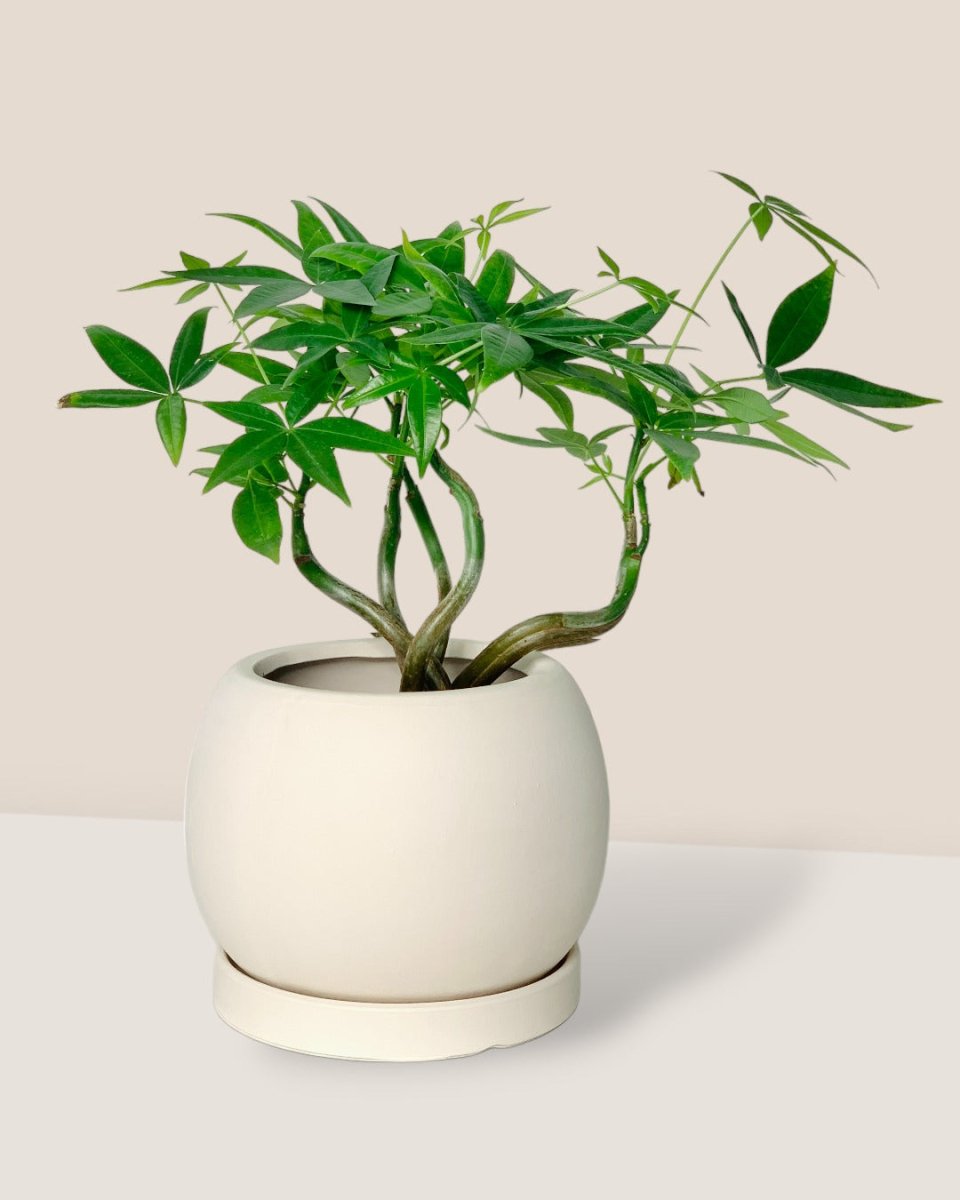 White Flour Planter - cylinder - Pot - Tumbleweed Plants - Online Plant Delivery Singapore