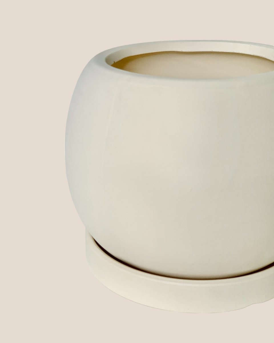 White Flour Planter - cylinder - Pot - Tumbleweed Plants - Online Plant Delivery Singapore